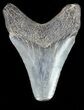 Juvenile Megalodon Tooth - South Carolina #54179-1